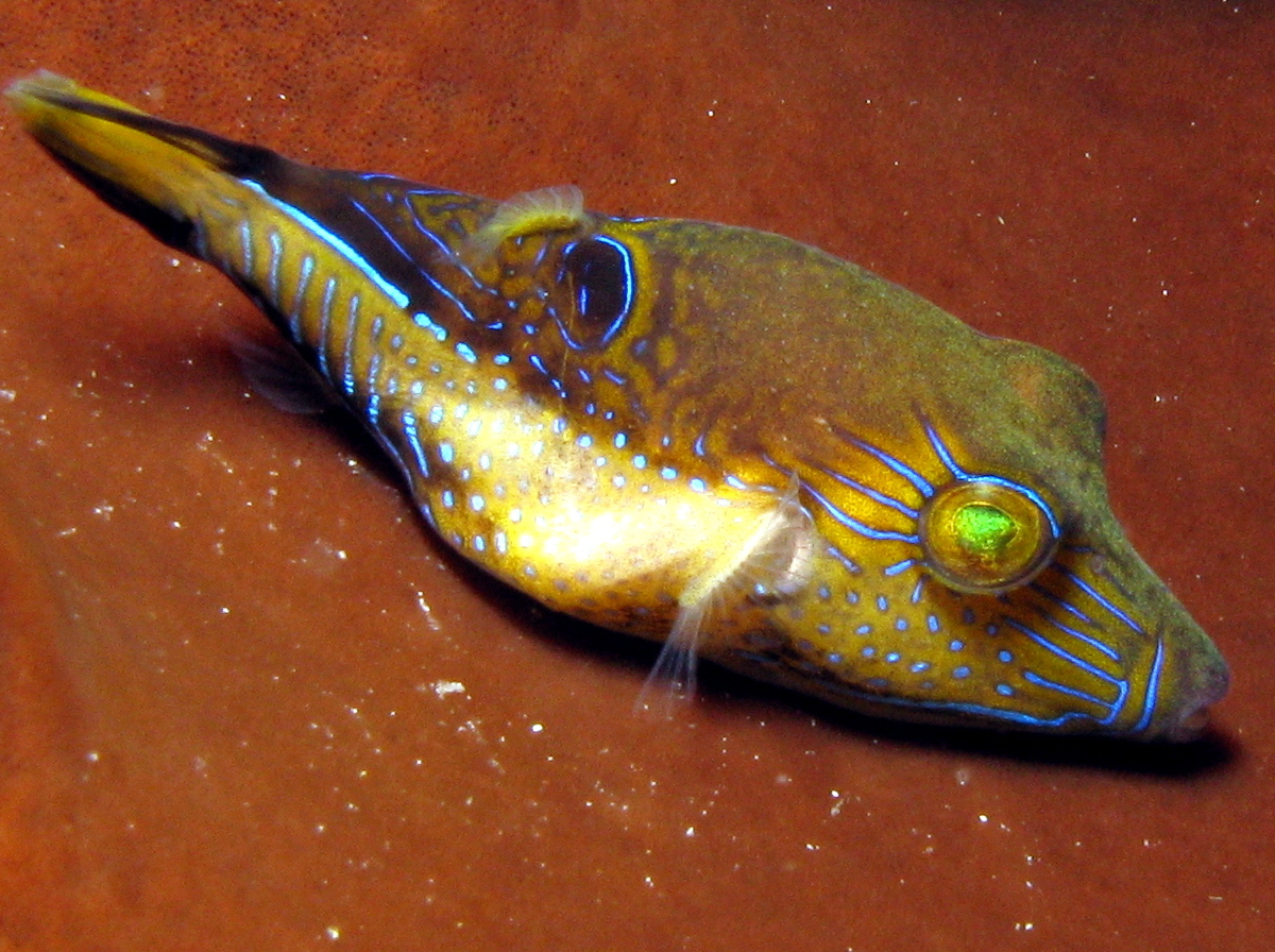 Canthigaster rostrata